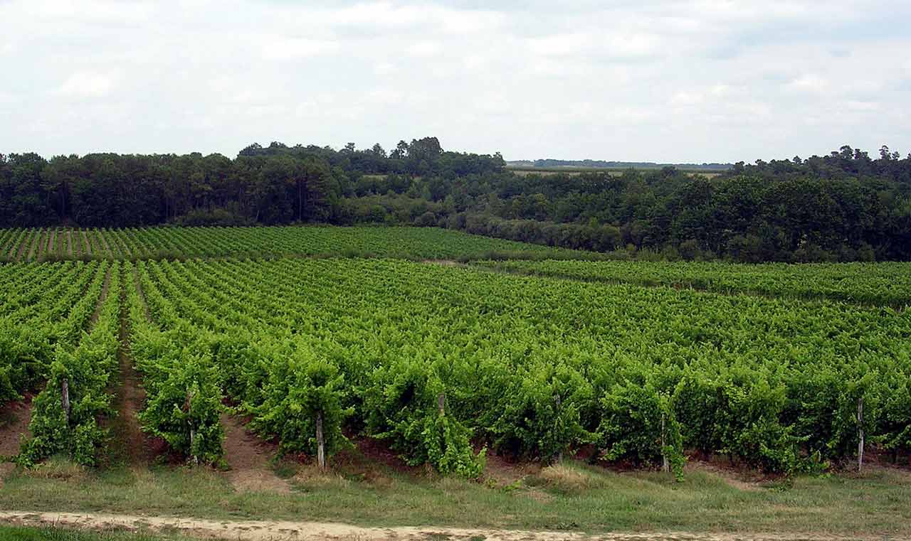Vignobles d’Armagnac